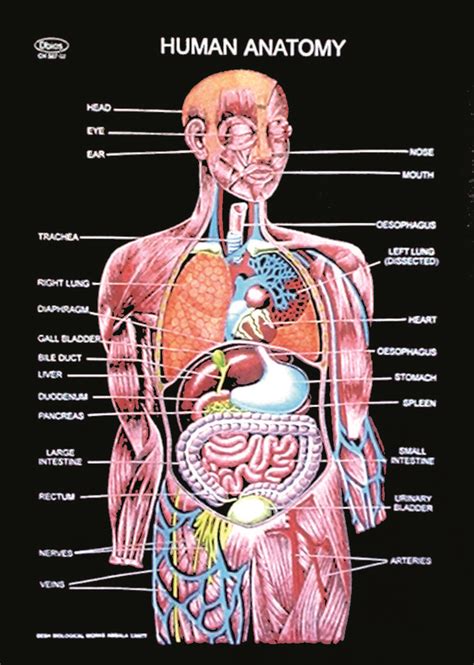 Healthconcerns Anatomy System Human Body Anatomy Diagram And Chart | Sexiz Pix
