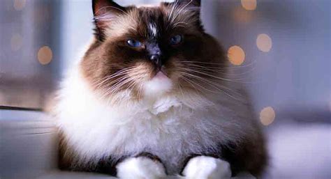 Seal Mitted Ragdoll Cat - Is This Ragdoll Variety Right For You?