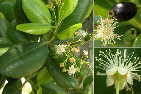 Pimenta racemosa - Alchetron, The Free Social Encyclopedia