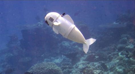 MIT Built A Remote-Controlled Robot Fish That's Helping Us Save Our Oceans And Its Marine Life ...