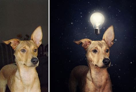 Artist Creates Lovely Surreal Photos Of Shelter Dogs To Help Them Find ...