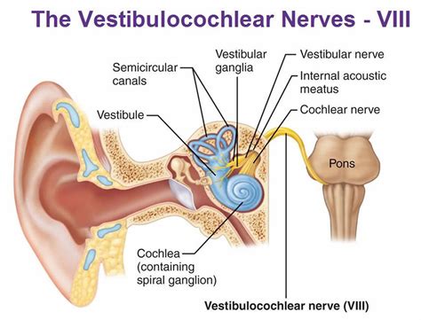 Vestibulocochlear nerve anatomy, location, function, damage & test