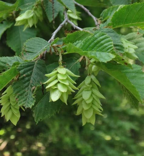 Hophornbeam - planting, care and trimming