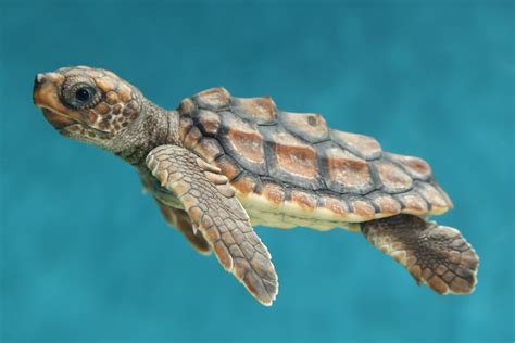 Monterey Bay Aquarium — Our New Arrival The little loggerhead sea turtle...