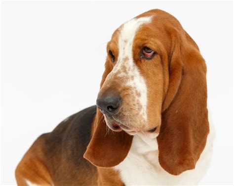 Basset Hound Dog Breed Information & Characteristics