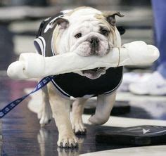 http://www.examiner.com/article/how-did-bulldog-mascot-tradition-start ...