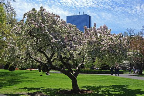 Boston Public Garden Spring Tree Boston MA Photograph by Toby McGuire - Fine Art America