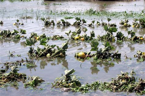 E/R: Vegetable Farms Flooded In Akyem Nsutem, Illegal Miners Blamed ...