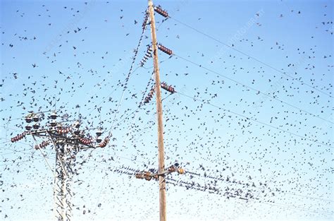 Flock of starlings - Stock Image - Z892/0316 - Science Photo Library