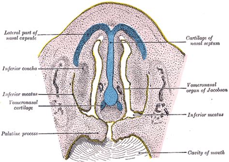 Jacobson's organ - Simple English Wikipedia, the free encyclopedia