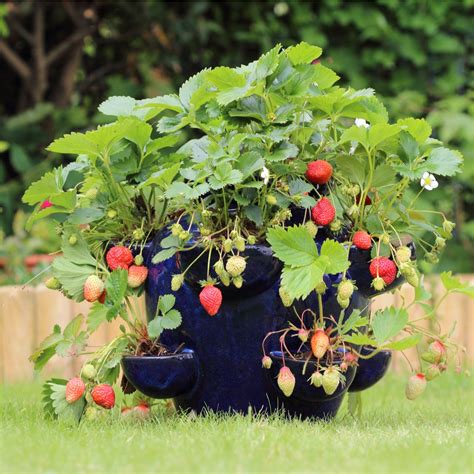 How To Grow Strawberry Plants In Containers