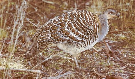 Conservation: Malleefowl | NSW National Parks