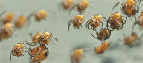 Flying Spiders: Can Spiders Fly? | Waltham Pest Services