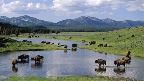 Yellowstone National Park 4k Wallpaper