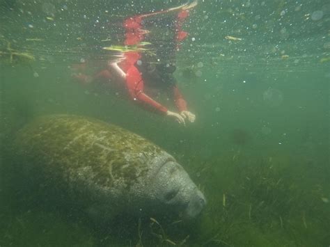 About — Go Local Manatee Tours | Crystal River, Fl