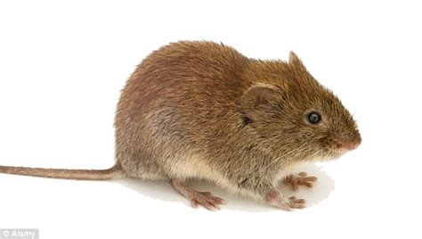 Mouse Animal (Mice) PNG Transparent Images | PNG All