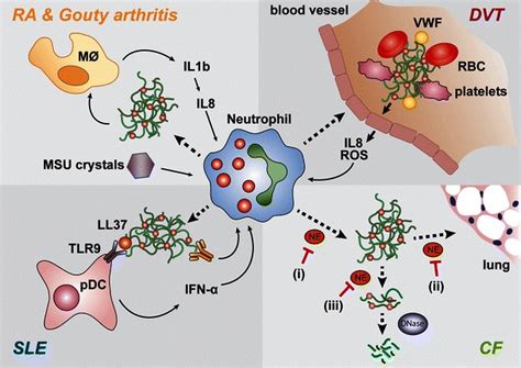 NETs are implicated in the onset of inflammatory and autoimmune ...