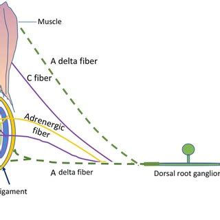 Joint and muscle innervation. Aδ fibers (green dotted lines) innervate... | Download Scientific ...