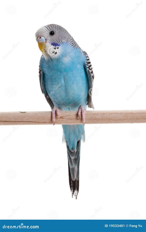 Blue Budgie Stock Image - Image: 19533401