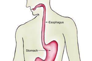 esophagus clipart 19 free Cliparts | Download images on Clipground 2024