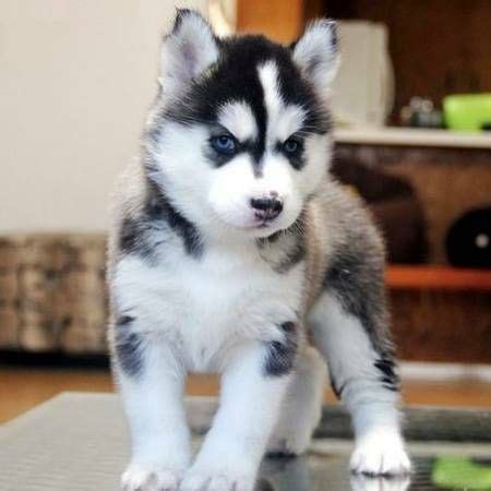 Sakhalin Husky Puppies For Sale | Dallas, TX #289862