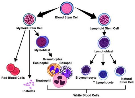 Natural Killer Cells - The Definitive Guide | Biology Dictionary