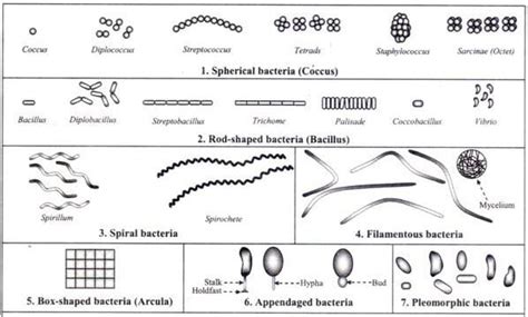 prokaryotic bacteria cell under microscope