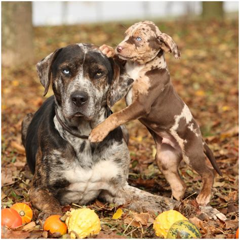 Catahoula Bulldog - Breeders, Puppies, Pictures, Facts, lifespan ...