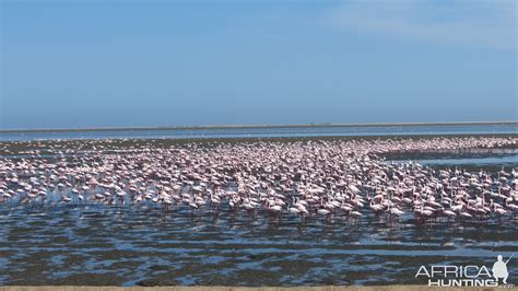 Flamingos Walvis Bay Namibia | AfricaHunting.com