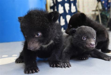 10 Asian black bear cubs to go on public display in central Japan zoo ...