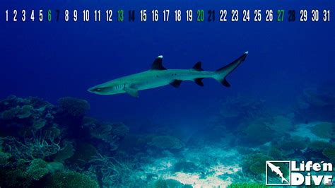 Wallpaper Whitetip Reef-Shark | Life&Dive