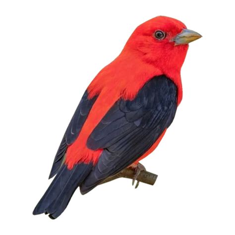 Scarlet Tanager png 14441562 PNG