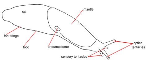 Garden Slugs - Taxonomy, Anatomy, and Control - North American Insects ...