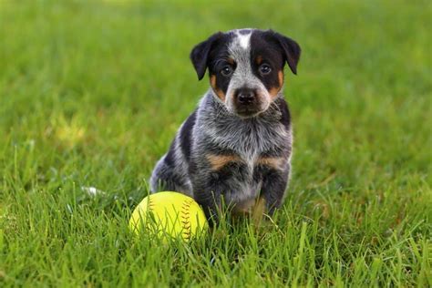 Australian Cattle Dog - A-Z Animals