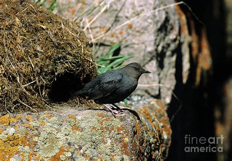 American Dipper At Nest Photograph by William H. Mullins - Fine Art America