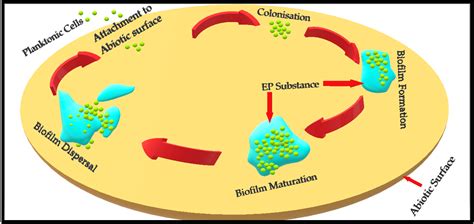 Simple Stain Staphylococcus Aureus