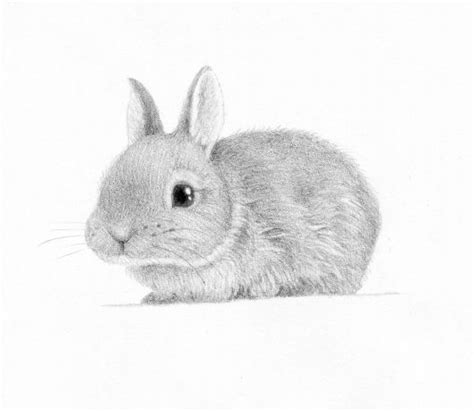 Posts about bunny on spot colors | Baby bunnies drawing, Baby animal ...