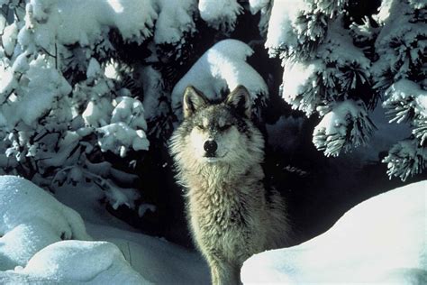 Do the Oldest and Weakest Wolves Really Lead the Pack? | Snopes.com