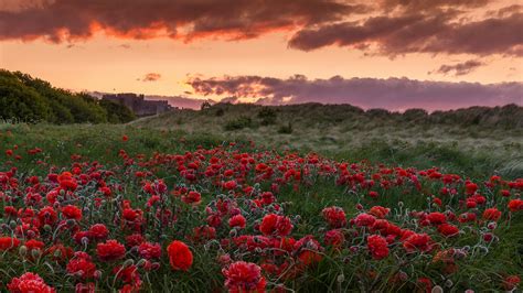 field, poppies, flowers Wallpaper, HD Nature 4K Wallpapers, Images and Background - Wallpapers Den