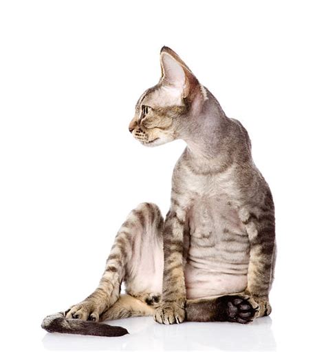 Kitty Sitting Sideways Stock Photos, Pictures & Royalty-Free Images ...