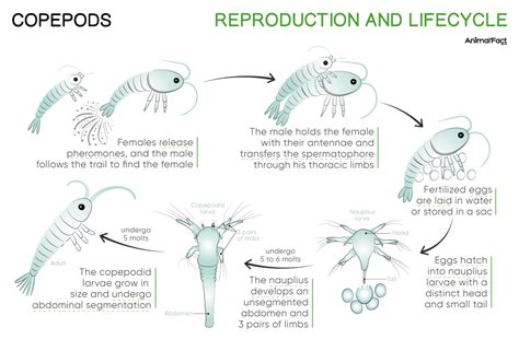 Copepods - Types, Species, Size, Characteristics, Life Cycle, Images