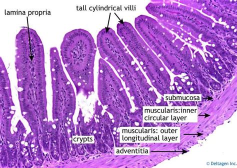 small intestine histology | Histology slides, Tissue biology, Human anatomy and physiology