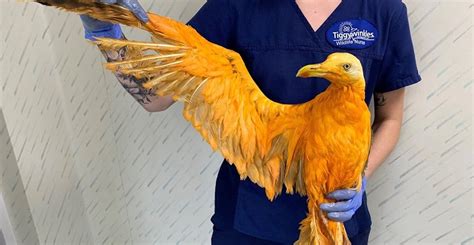 Apparent 'golden phoenix' turns out to be a seagull covered in curry ...