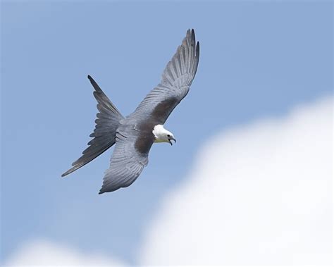 Swallow-Tailed Kite - Facts, Diet, Habitat & Pictures on Animalia.bio