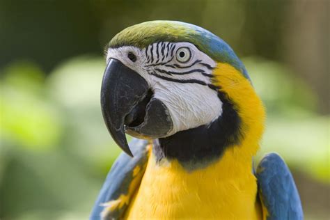 All Wallpapers: Parrot Hd Wallpapers 1