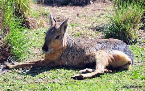 Patagonian Mara: Characteristics, Behavior and Habitat - My Animals