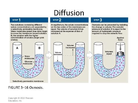 Diffusion Factors Affecting Diffusion Distance the particle has