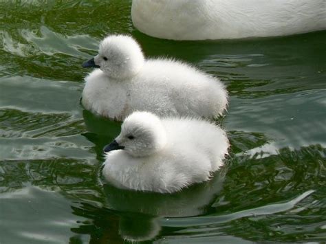 Black Necked Swan Babies, Just in Time - ZooBorns