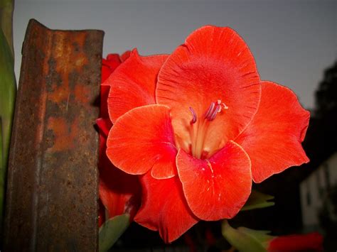 Free photo: Rustic Shade Of Red - Blooming, Flower, Red - Free Download ...