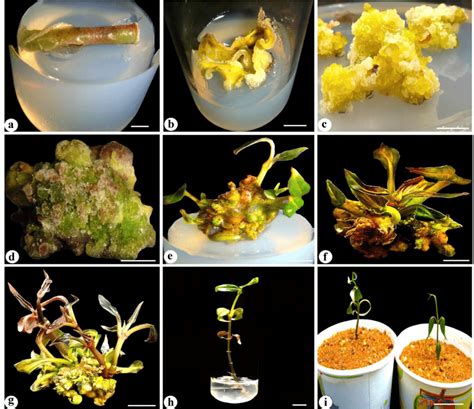 Organogenesis and plant regeneration from both internode and leaf... | Download Scientific Diagram